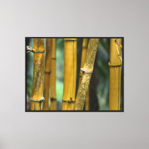 Lienzo Kauai Bamboo (fotografía mía)