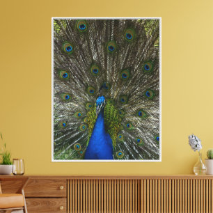 Lienzo Kauai Hawaii Peacock Feathers