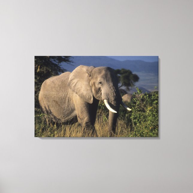 Lienzo Kenia: Amboseli, elefante africano macho (Anverso)