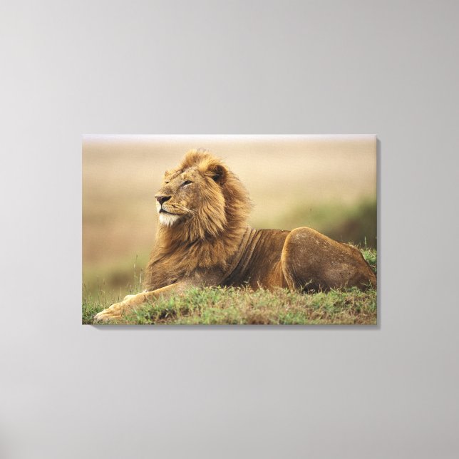 Lienzo Kenia, Masai Mara | León macho (Anverso)