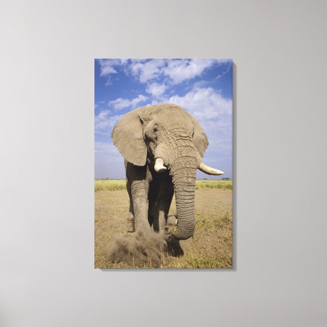 Lienzo Kenia: Parque Nacional de Amboseli, elefante macho (Anverso)