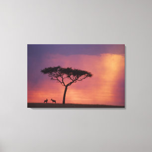 Lienzo Kenia: Parque Nacional Masai Mara, atardecer.