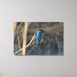 Lienzo Kingfisher