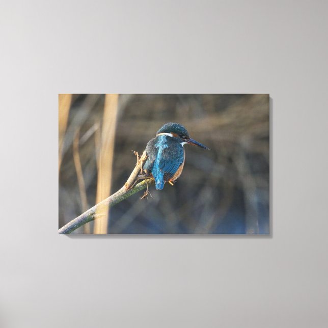 Lienzo Kingfisher (Anverso)