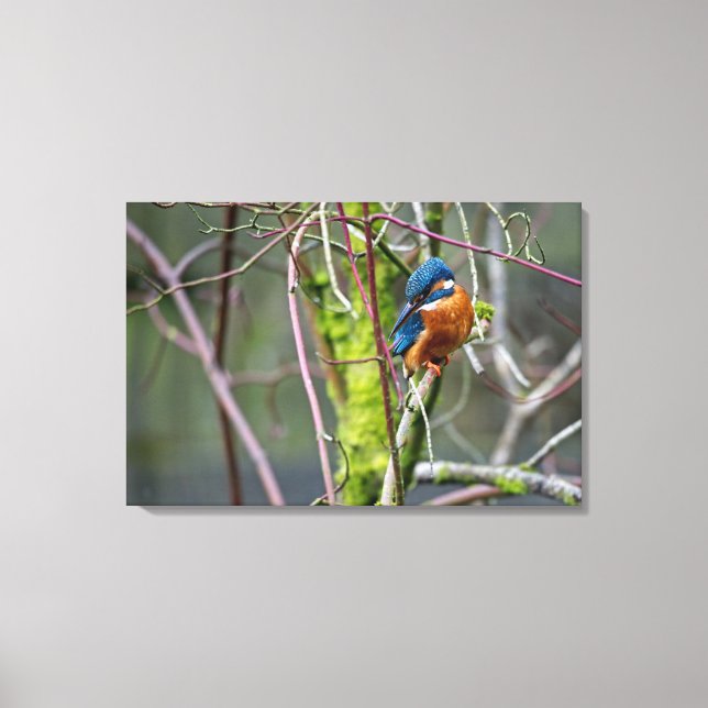 Lienzo Kingfisher (Anverso)