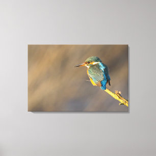 Lienzo Kingfisher