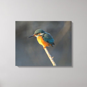 Lienzo Kingfisher