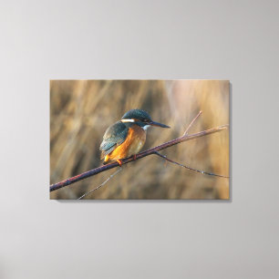 Lienzo Kingfisher