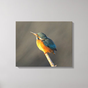 Lienzo Kingfisher