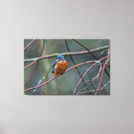 Lienzo Kingfisher v2