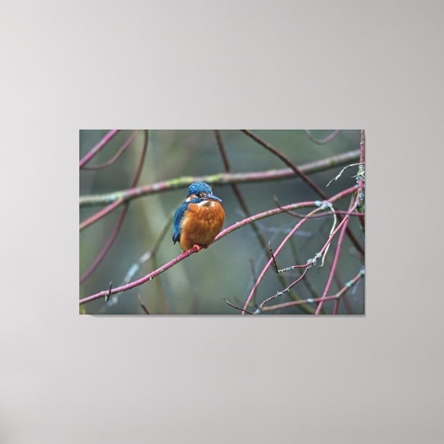 Lienzo Kingfisher v2 (Anverso)