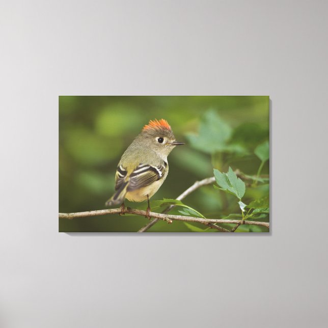 Lienzo Kinglet coronado por Ruby, Regulus calendula (Anverso)
