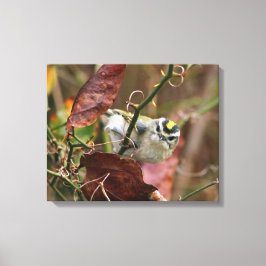 Lienzo kinglet dorada
