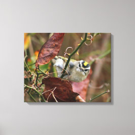 Lienzo kinglet dorada