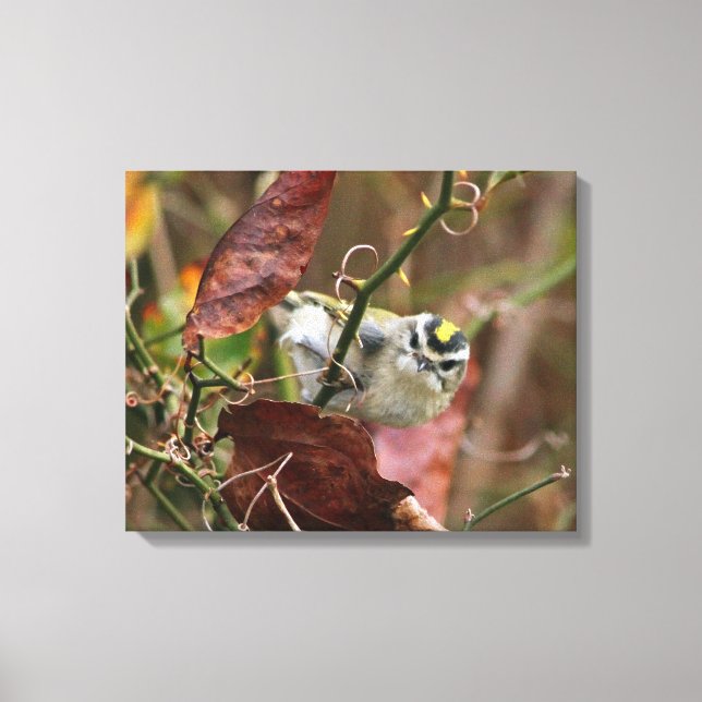 Lienzo kinglet dorada (Anverso)