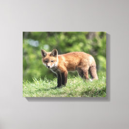 Lienzo Kit Red Fox