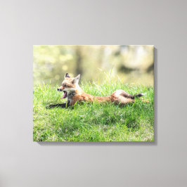 Lienzo Kit Red Fox