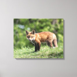 Lienzo Kit Red Fox