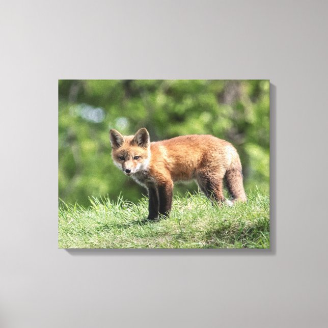 Lienzo Kit Red Fox (Anverso)