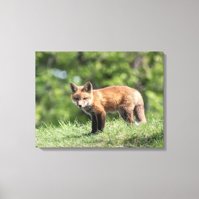 Lienzo Kit Red Fox (Anverso)