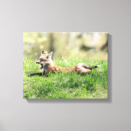 Lienzo Kit Red Fox
