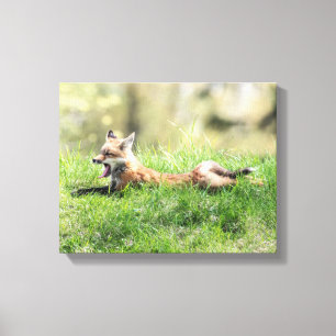 Lienzo Kit Red Fox