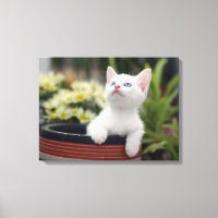 Kitten blanco turco