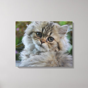 Lienzo Kitten persa