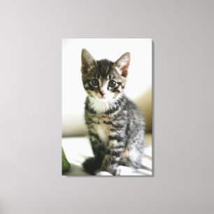 Lienzo Kitten Stare