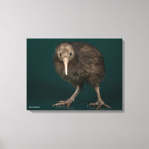 Lienzo Kiwi del norte de Brown de la isla