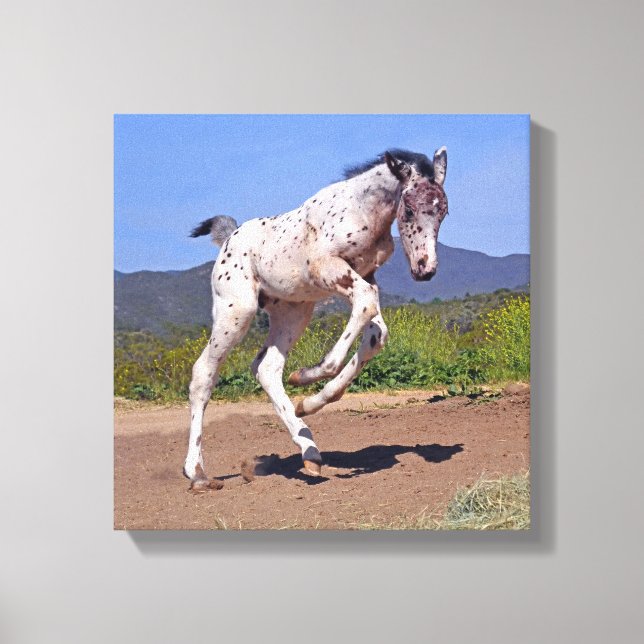 Lienzo Knabstrupper Colt (Anverso)
