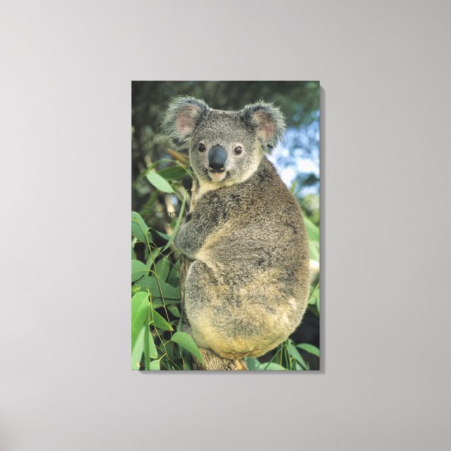 Lienzo Koala, Phascolarctos cinereus), en peligro de exti (Anverso)
