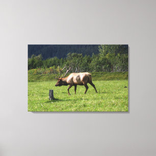 Lienzo Kodiak, Alaska Alce Foto Exterior Diseñada con Est