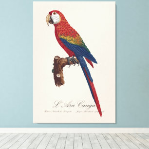 Lienzo L' Ara Macao / Scarlet Macaw