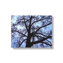 La belleza de la naturaleza