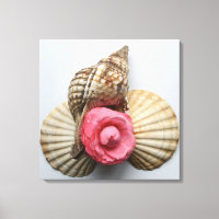 La Camellia Y Las Conchas