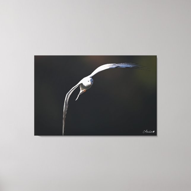 Lienzo La gaviota de cabeza negra (Anverso)