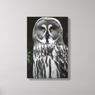 Lienzo La Gran Lechuza Gris 11x16.5 (27.5x41.25cm)