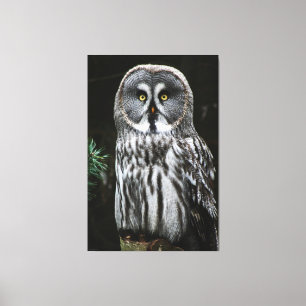 Lienzo La Gran Lechuza Gris 40x60 (100x150cm)