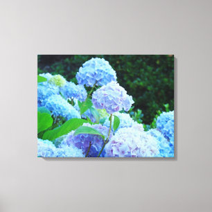 Lienzo La lona floral de los Hydrangeas azules imprime