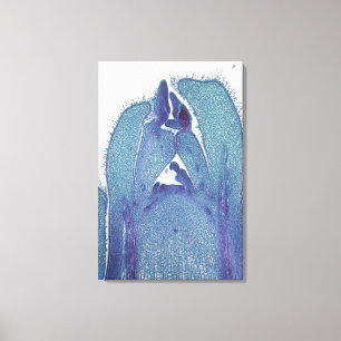 Lienzo la Longitudinal-sección de un tronco del arce