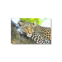 La mirada de un leopardo