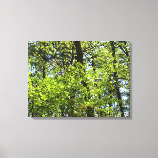 Lienzo La naturaleza de las hojas de arce de primavera