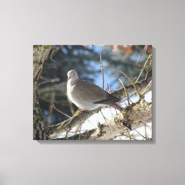 Lienzo La paloma euroasiática en el árbol de arce de invi (Anverso)