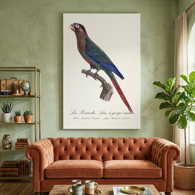 Lienzo La Perruche Ara, de garganta variada  (The Painted Parakeet, Pyrrhura Picta. Canvas Print )