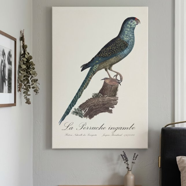 Lienzo La Perruche ingambe (Ground Parrot or Swamp Parrot, Pezoporus Wallicus. Canvas Print)