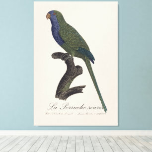 Lienzo La Perruche souris / Monk Parakeet
