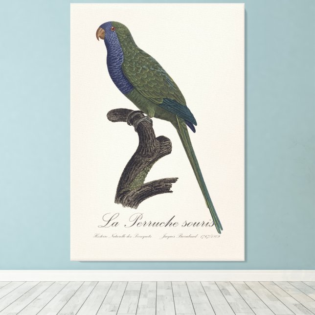 Lienzo La Perruche souris / Monk Parakeet (Insitu (piso de madera))