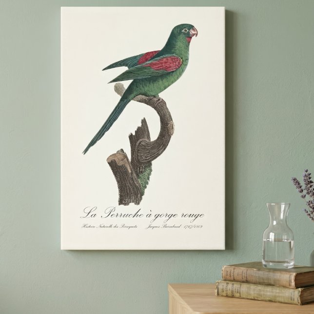 Lienzo La Perruche un gorge rouge (Orange-Chinned Parakeet, Brotogeris jugularis. Canvas Print)
