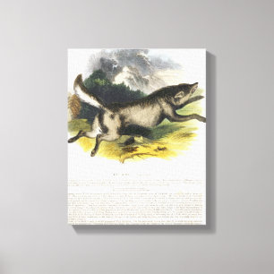 Lienzo La PU educativa del ilustracion del lobo (lupus de